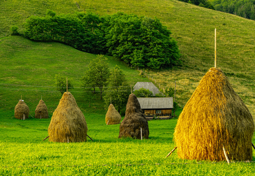 capite de fan si ceata pe transalpina de apuseni 