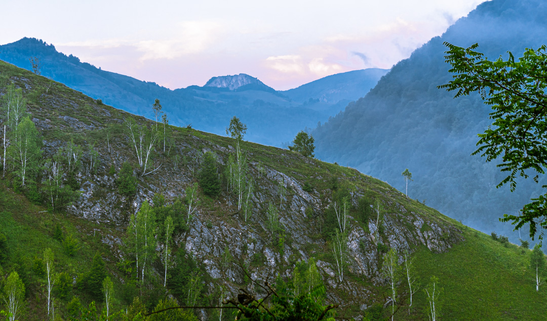 mesteceni pe transalpina de apuseni